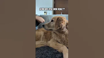Isn T She PERFECT Dog Dogs Doglife Doglove Dogshorts Shorts Dogmom Goldenretriever Pets 