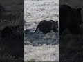 Grizzly Mama Bear and ber little cub | T Lyn Neufeld | 19 October 2025