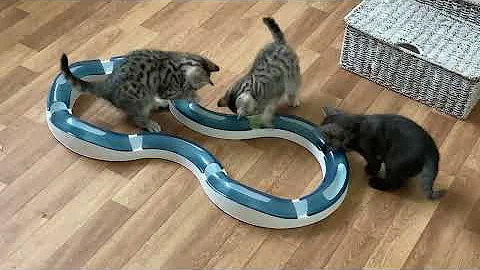 Video 1861331: dominic british shorthair kittens, silver tabby kitten, f1 kitten, spotted kitten, kitten show