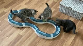 Silver Tabby Kittens Take To The Race Track by Robocats 183 views 1 year ago 3 minutes, 42 seconds