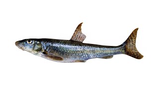Рыба Пескарь