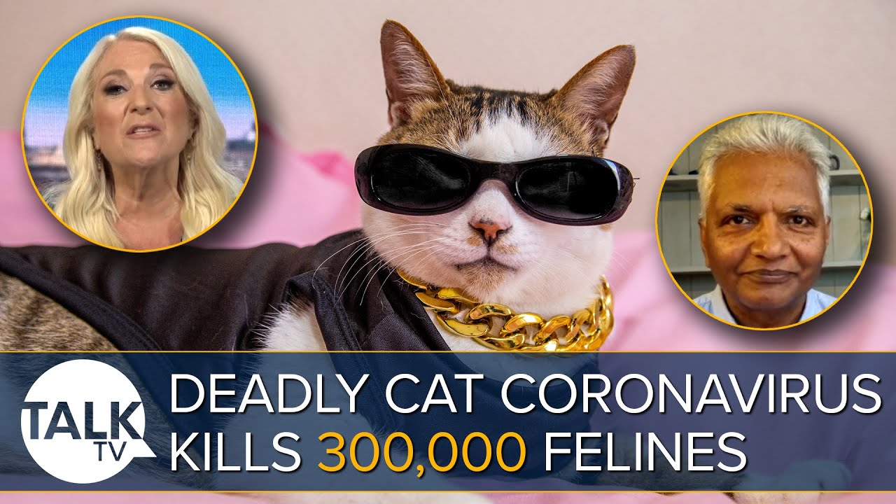 Deadly Cat Coronavirus Kills 300,000 Animals Is the UK at Risk? YouTube