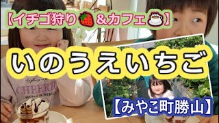 【イチゴ狩り🍓＆カフェ☕】いのうえいちご【みやこ町勝山】