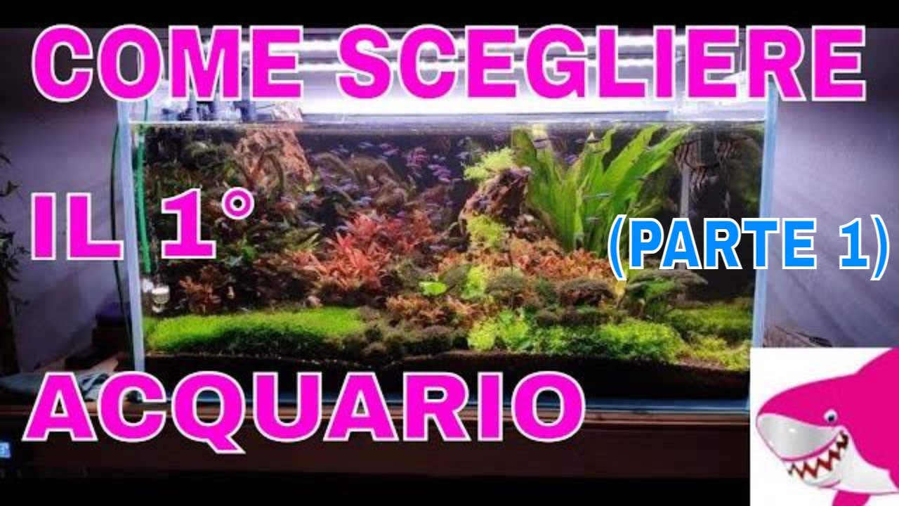 COME SCEGLIERE IL PRIMO ACQUARIO (Parte 1 ) by Tropicalmania 😀 - YouTube