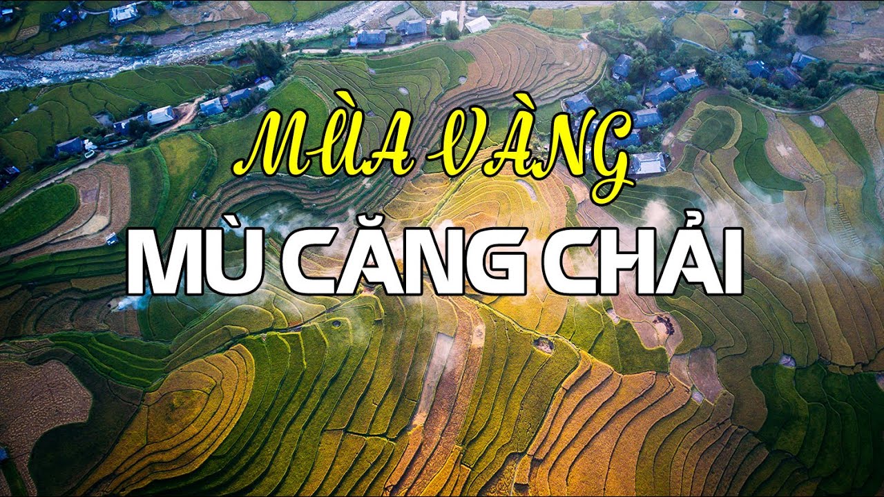 Mùa vàng Mù Căng Chải II Hachi8Media