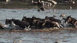 斑紋角馬(白鬚亞種）Eastern White-bearded Wildebeest(Connochaetes taurinus ssp. albojubatus)黑斑牛羚 C0323