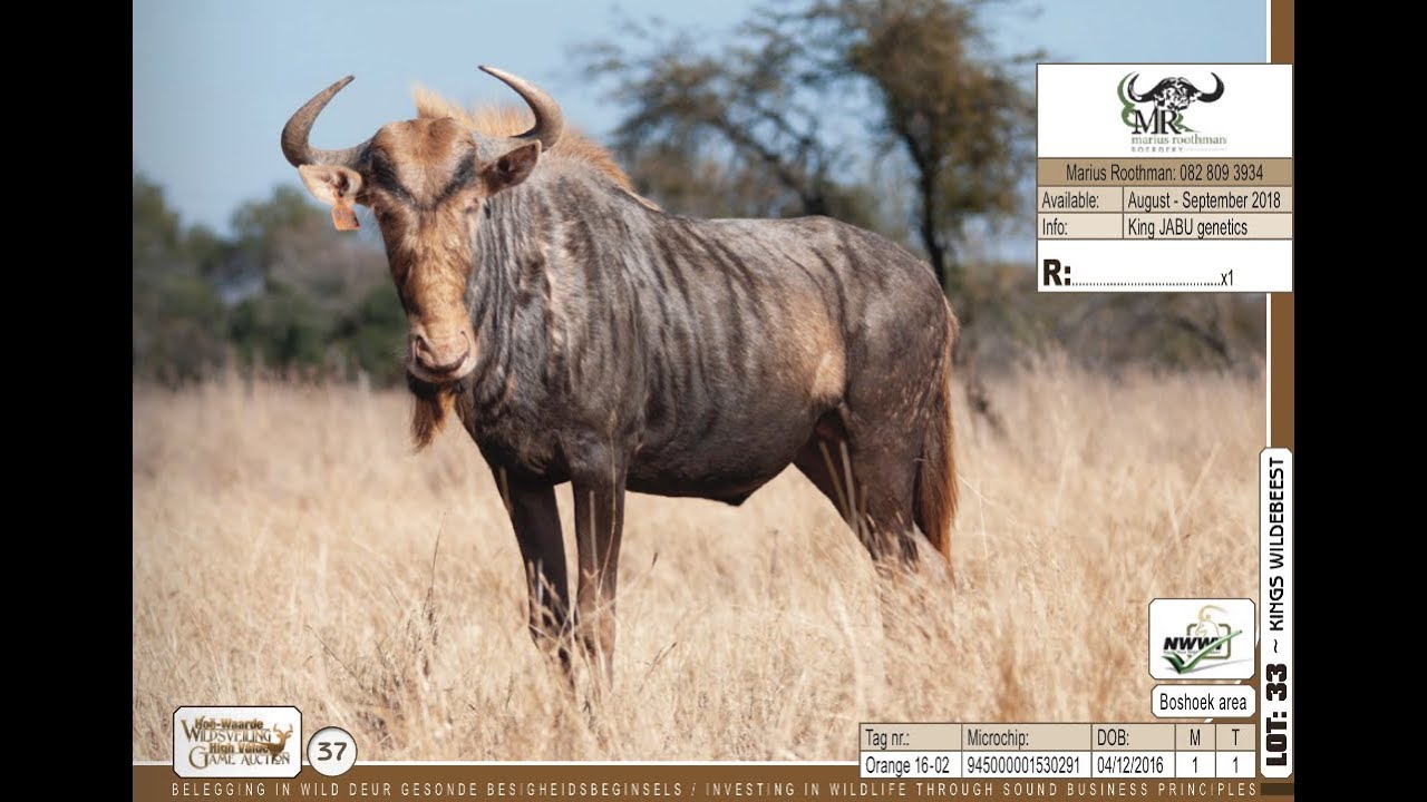 Marius Roothman Kings Wildebeest from Marius Roothman Boerdery - YouTube