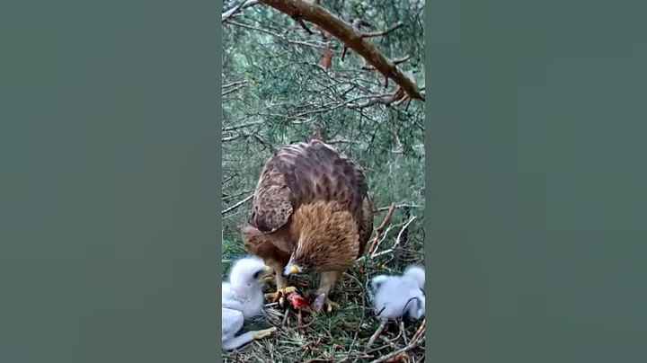 [P792] Review birds nest life, mom birds brings food to feed her babies in their nest #birdslover