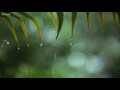 เพลงสปาผ่อนคลาย Relaxing Music & Soft Rain