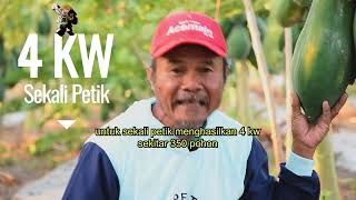 Pepaya thailand panen maksimal semua kendala bisa teratasi
