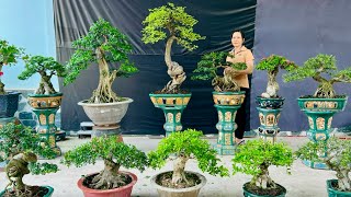 Thi bonsai 9/5 #0338053191 nhiều loại cây dáng đẹp Sam Nguyệt Mai Me Giấy Ngâu Thăng Mận