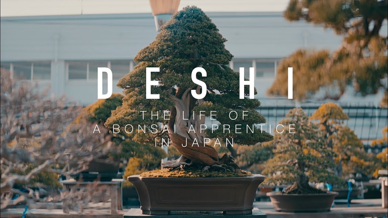 Deshi The Life of a Bonsai Apprentice in Japan