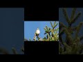 Белобровик – Turdus iliacus Redwing #shorts