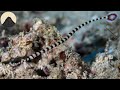 The Evolution of Seahorses