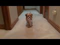 My dog running in slo mo