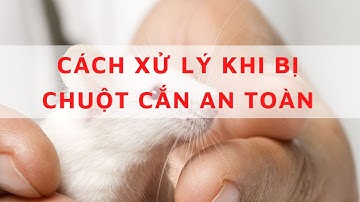 Cách xử lý khi bị chuột cắn Làm gì khi bị chuột cắn Cách xử lý vết thương khi bị chuột cắn an toàn