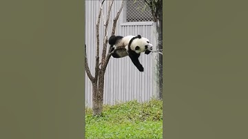 how are pandas not extinct #shorts