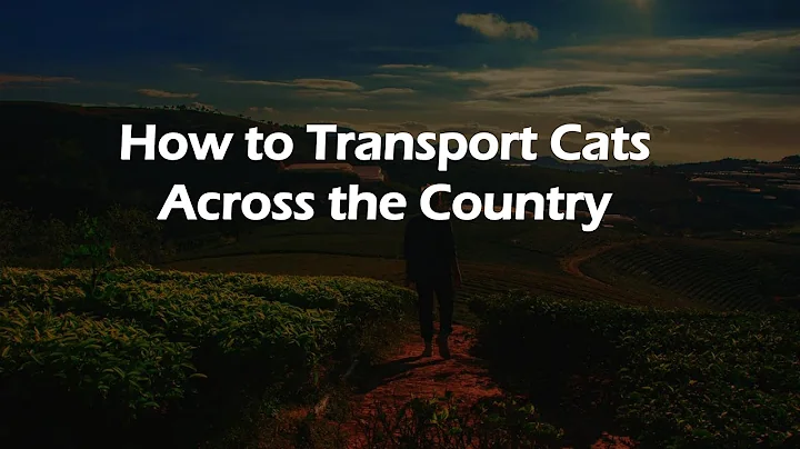 How to Transport Cats Across the Country