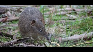 20221004 Danny Rohrlach and the Bandicoot Superhighway