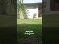 Bom Domingo a todos amigos do canal 🤠, Minha Pastor Alemão. 🐶