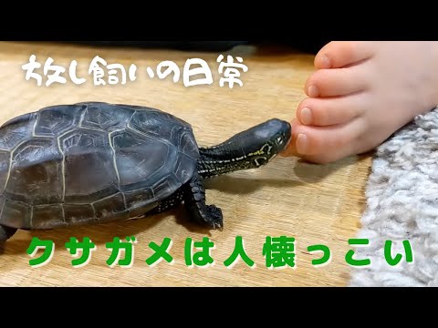 亀の育て方を放し飼いにしたら人懐こいカメになったよ【放し飼いクサガメの日常】