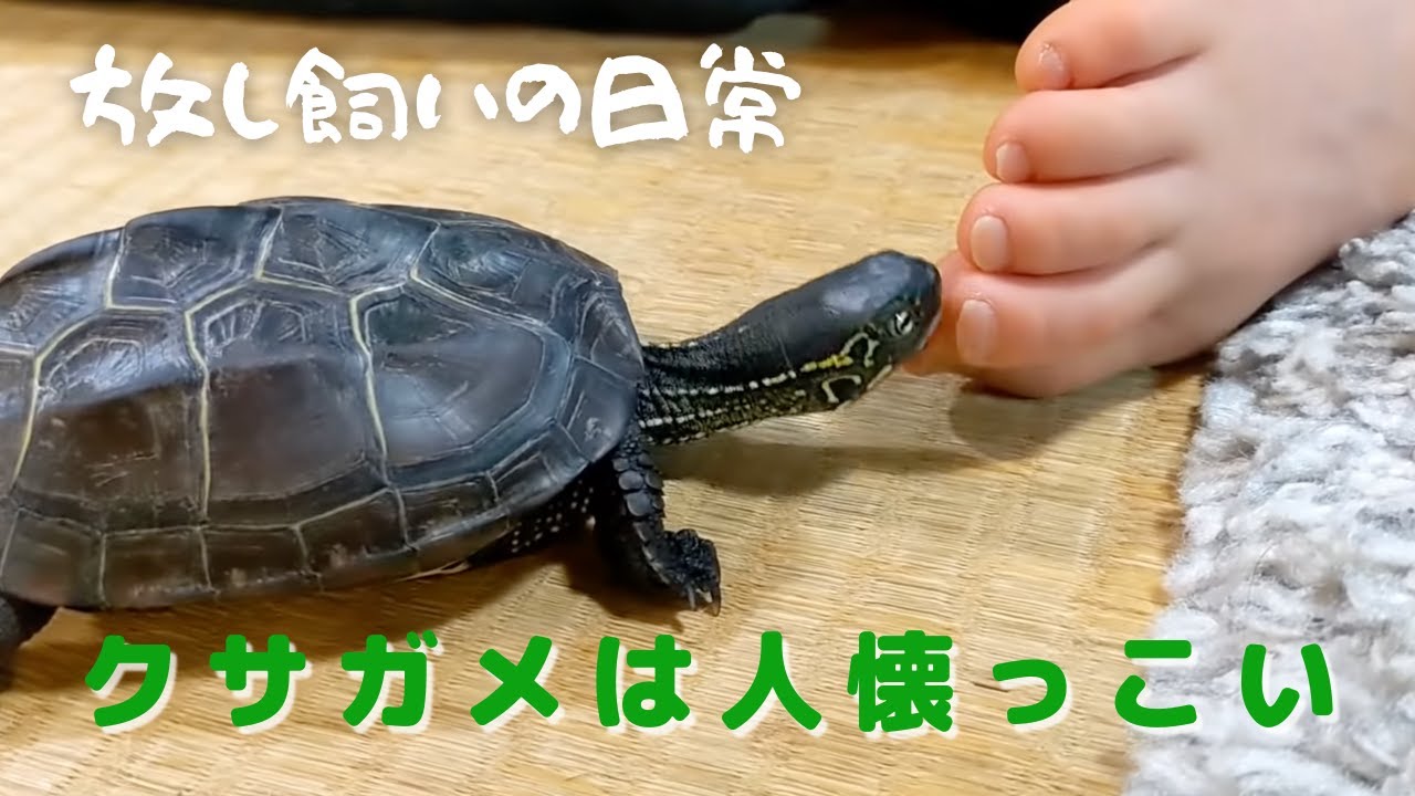 亀の育て方を放し飼いにしたら人懐こいカメになったよ 放し飼いクサガメの日常 Youtube