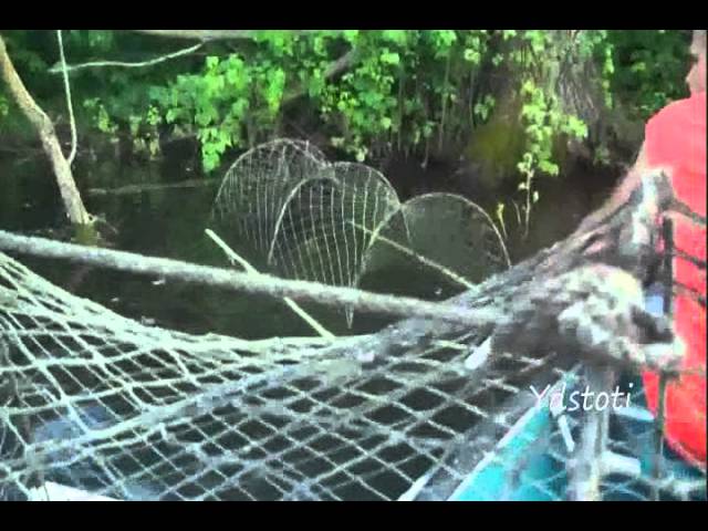 Trapping Snapping Turtles With Hoop Nets 