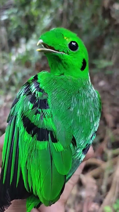 Burung Madi Hijau jantan//Rilis Burung#