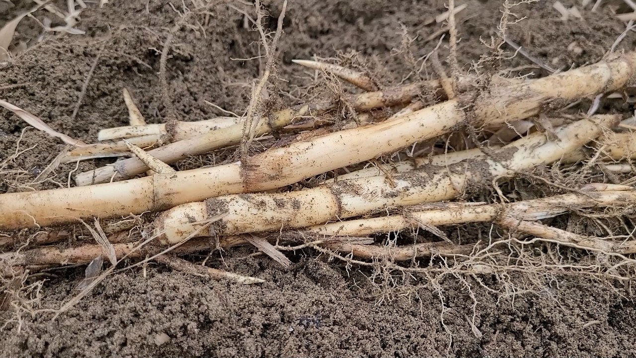 혈관이 깨끗해야 장수한다! 탁한 피가 맑아지고 혈당을 낮추는 보물~혈관청소, 당뇨, 치매, 독소배출, 뇌기능 좋아지는 약초