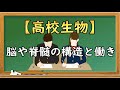 高校生物【脳や脊髄の構造と働き】オンラインで高校授業