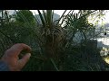 Never trim your palm tree like this