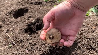 Starting onions and potatoes!! Getting the garden ready! by G And F Legacy Farm 49 views 2 years ago 8 minutes, 31 seconds