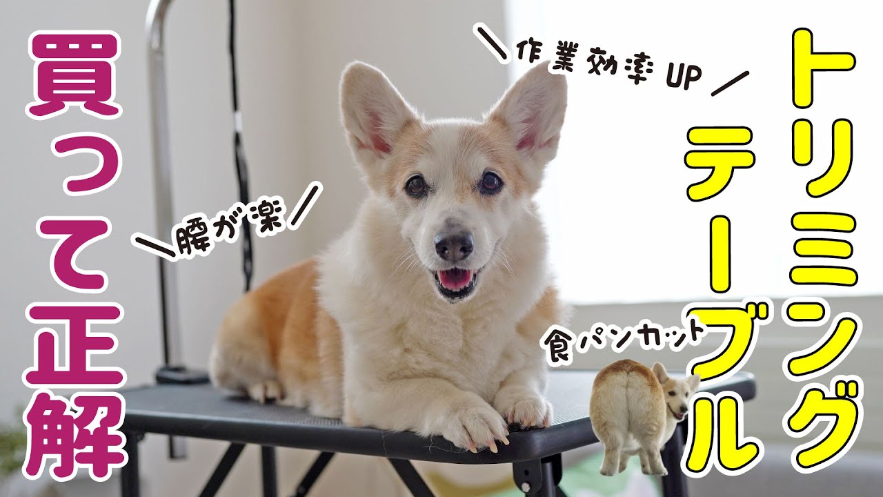 ついに自宅用トリミングテーブル買いました！【食パンカット】 - YouTube