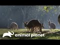 Entre can gurus: uma aventura no seu habitat no zoológico | A Família Irwin | Animal Planet Brasil
