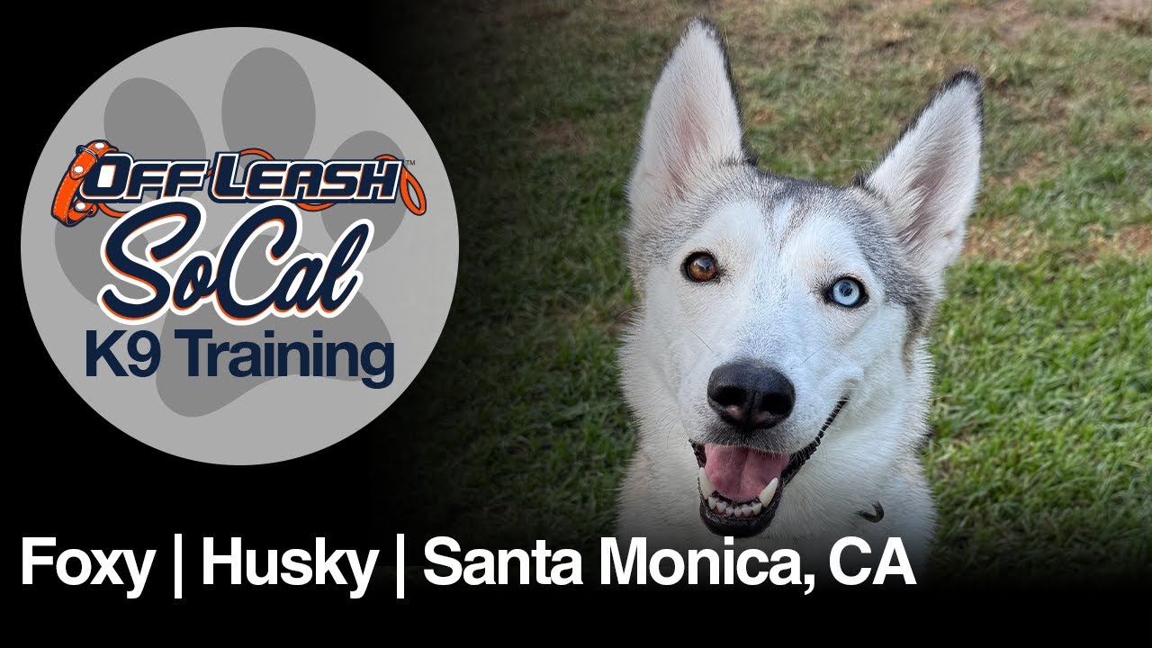 Husky Mix Dog Training | Foxy | Santa Monica, CA