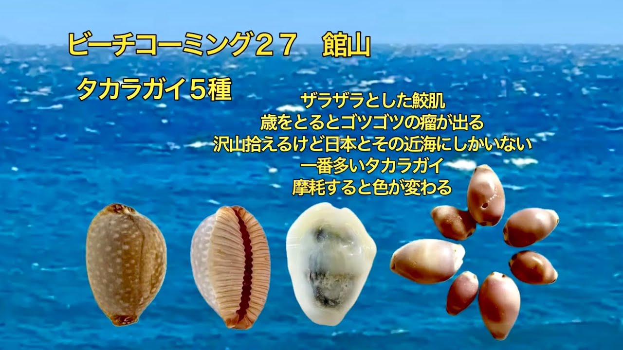 ビーチコーミング27 タカラガイ5種 サメダカラは裏がオレンジ色