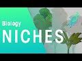 What Is A Niche? | Ecology & Environment | Biology | FuseSchool