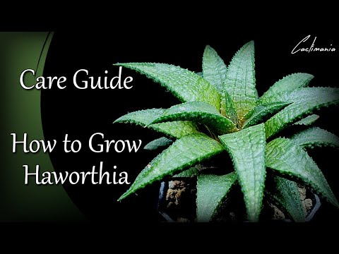 וִידֵאוֹ: פנינת Haworthia: תיאור הצמח, תכונות השקיה ותאורה, תמונה
