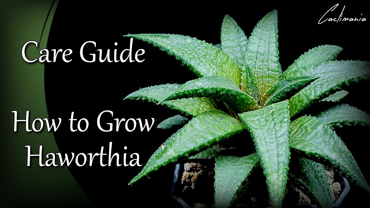 Haworthia Care Guide How I Care for my Haworthia Succulent Plants