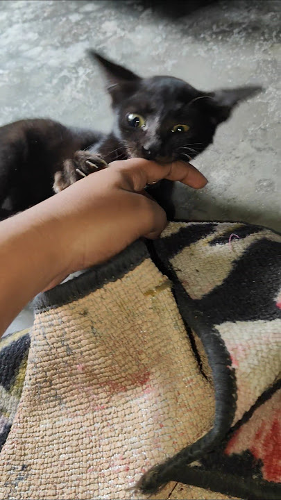 Khali dustumi 😻❤️‍🩹🩶#tonicat #cat #unfrez #catbreed #subscribe #support #foryoupageofficiall