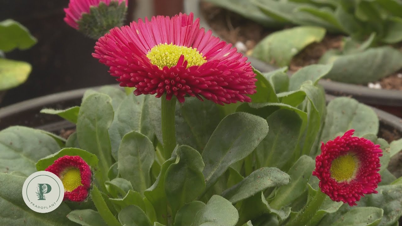 Como cuidar la Bellis, la margarita de los prados