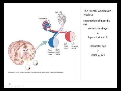 OSSM Neuro Chapter 10 - The Lateral Geniculate Nucleus