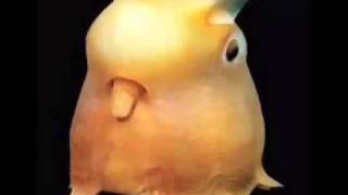 Dumbo Octopus Fast Facts by Dog Planet 6,868 views 8 years ago 1 minute, 9 seconds