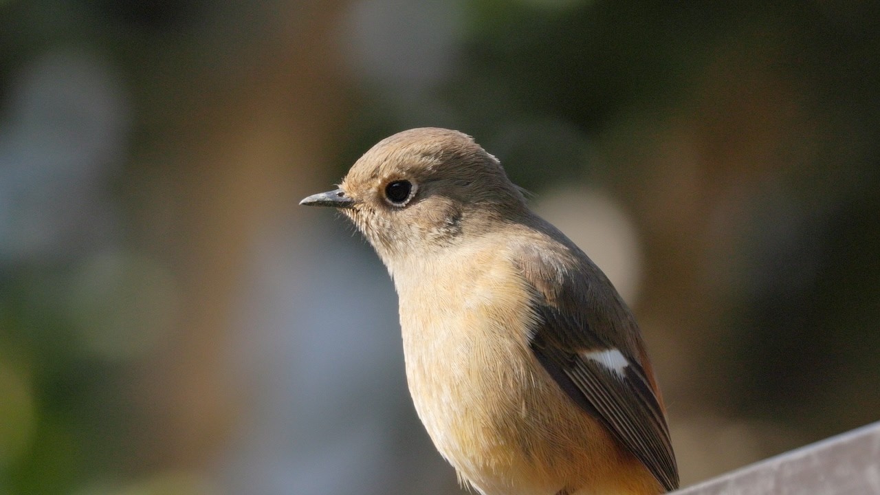 野鳥＆自然観察 Vol.55 - YouTube