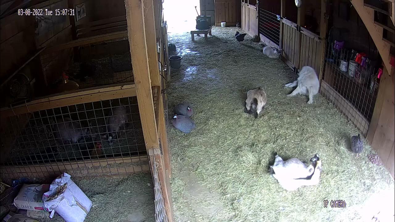 Pygmy Goat Birth in the Barn YouTube