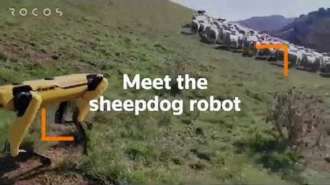 Meet the sheepdog robot that could be a farmers