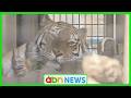 茶臼山動物園に「アムールトラの森」が完成　7月下旬に2頭が帰園　入舎前に内部を公開（abnニュース　2026.05.16）