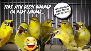 Tips merawat pleci cepat buka paruh GPL