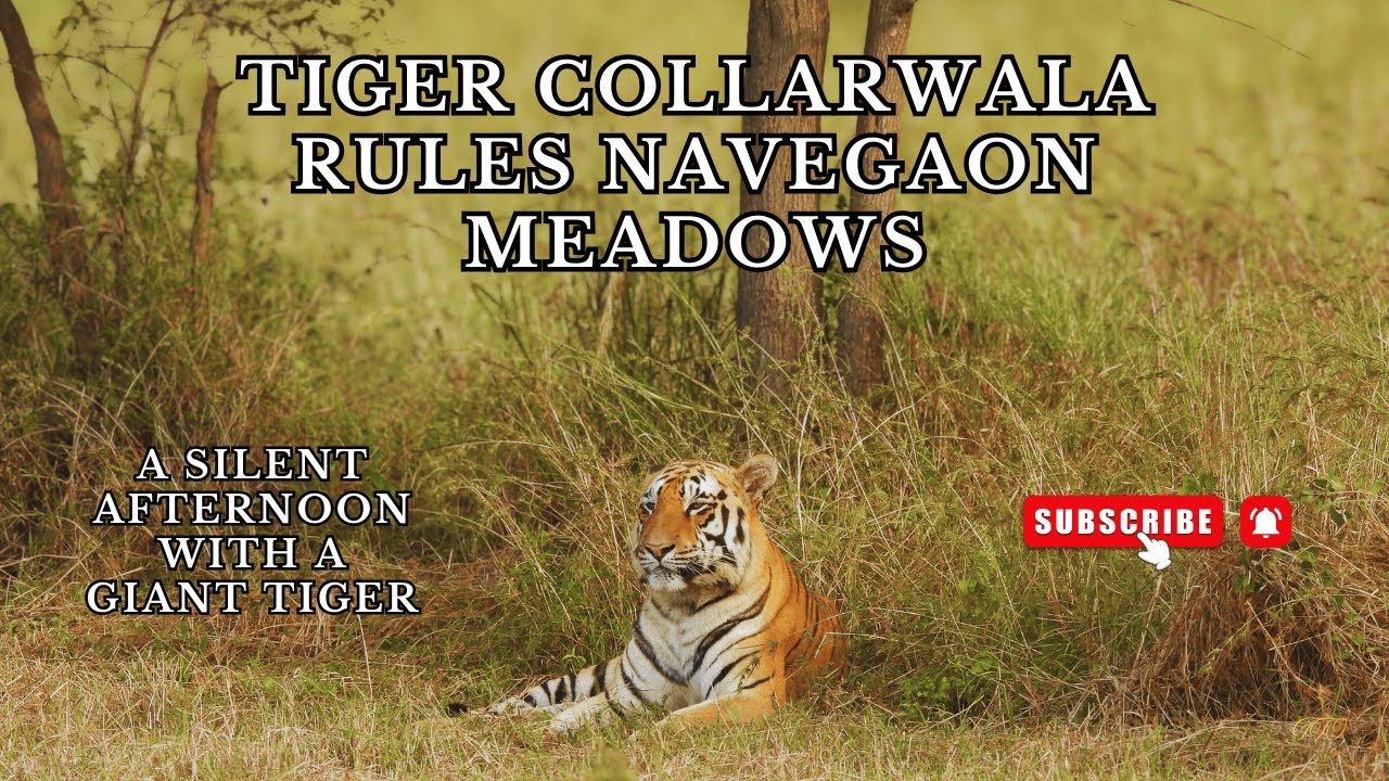 Bold Encounter with Tiger Collarwala | Moharli Core Afternoon Safari | Navegaon Meadows | TATR