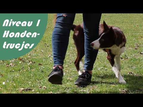 Video: Wanneer honden tussen je benen gaan?